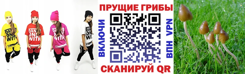 Псилоцибиновые грибы Psilocybe  купить   Кремёнки 